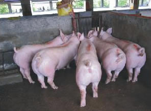 最新仔豬品種選擇與飼養(yǎng)指南，品種介紹與飼養(yǎng)步驟全解析