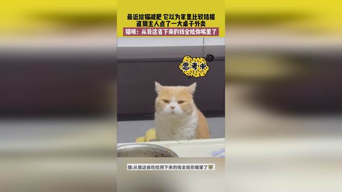 省貓任務輕松完成指南，最新技能學習與任務執(zhí)行詳細步驟