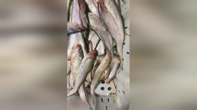 最新魚視頻，海洋生態(tài)與觀賞魚文化的精彩交融