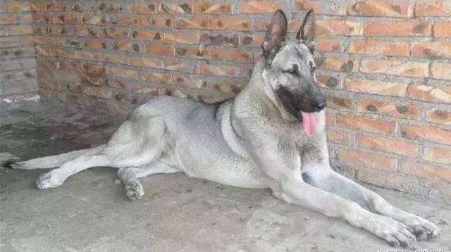 日本最新動(dòng)態(tài)，溫馨日常趣事與最新情報(bào)分享