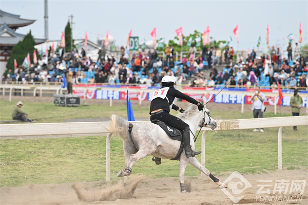 馬王最新動(dòng)態(tài)，探索馬術(shù)世界的新篇章