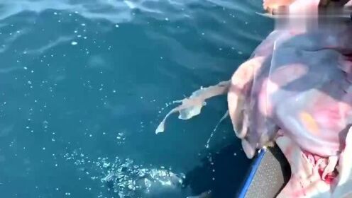 最新魚(yú)人流技術(shù)革命，高科技產(chǎn)品重塑未來(lái)生活體驗(yàn)