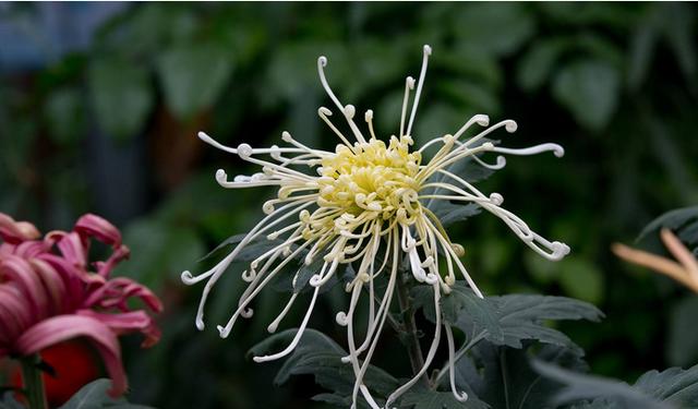 摧花最新配方揭秘，綻放美麗新篇章