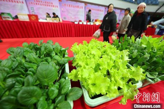 南京最新蔬菜，時(shí)代味道與文化脈絡(luò)的融合