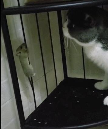 城市隱秘觀察者，灰色老鼠的最新動態(tài)觀察