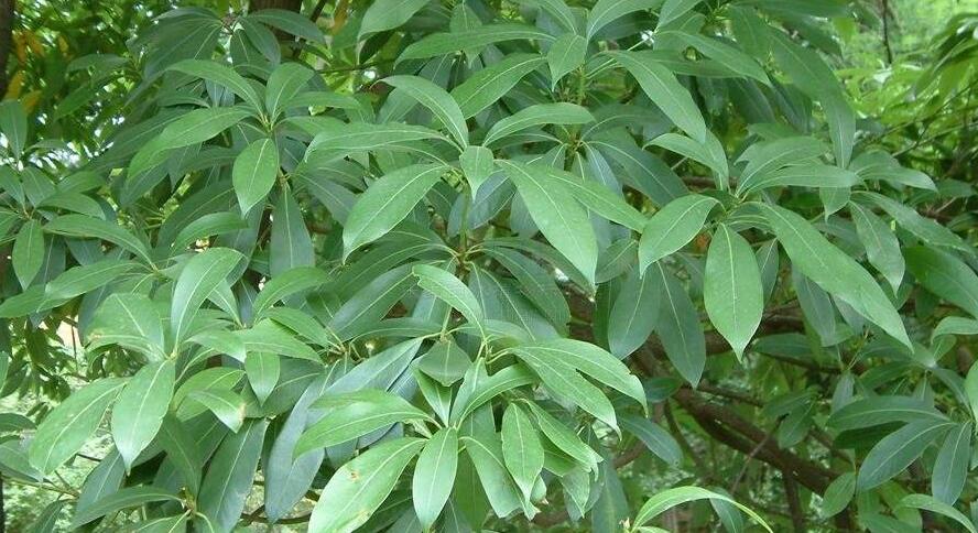 南山楠最新，自然美景的輕松探索之旅