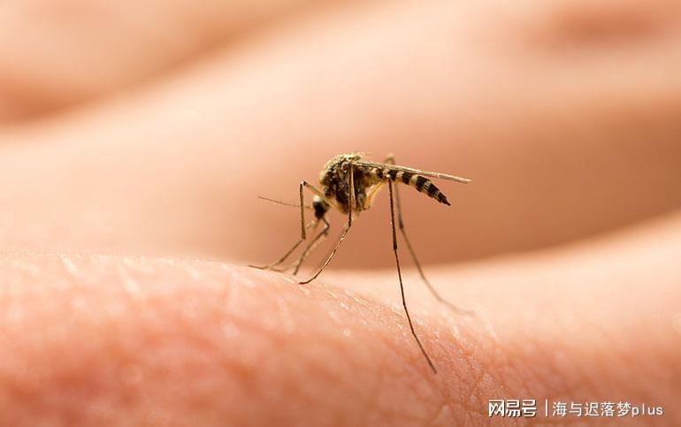 揭秘蚊子世界，最新報道與防治策略探索