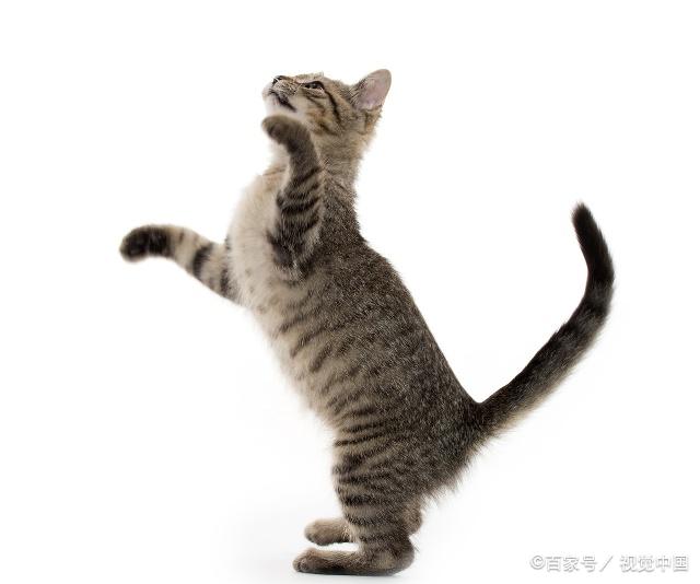 貓咪最新跳轉(zhuǎn)，尋找內(nèi)心平靜的奇妙冒險之旅