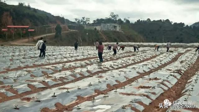 信宜最新肺炎，理解、應(yīng)對與關(guān)愛