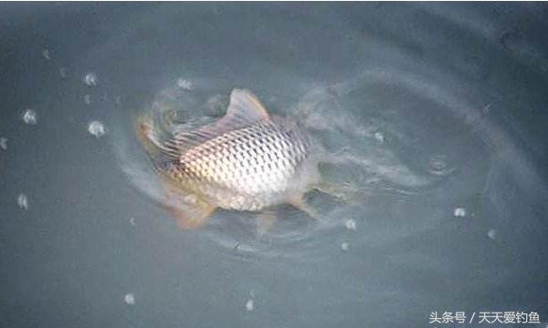 最新逗釣步驟指南，從入門到精通的釣魚技巧分享