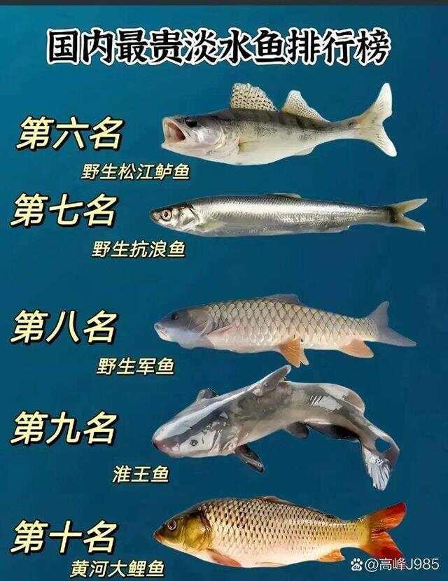 青魚(yú)國(guó)產(chǎn)最新論述，探索與解析