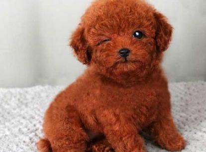 最新小鹿犬，趣事不斷，傳遞溫馨友誼與愛的小使者