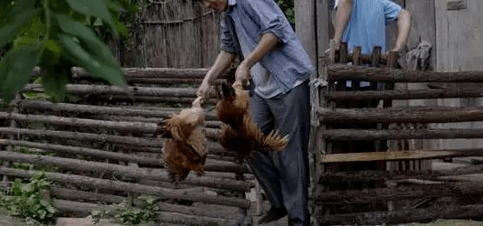 最新版偷雞，從變化中學(xué)習(xí)，擁抱自信，成就非凡之路