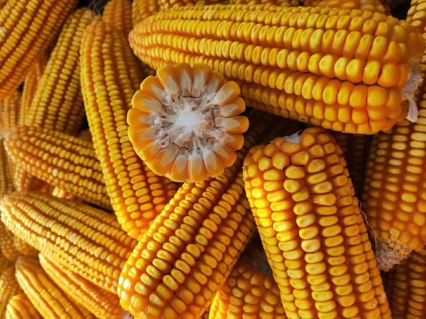 運(yùn)動(dòng)場館燈具 第52頁