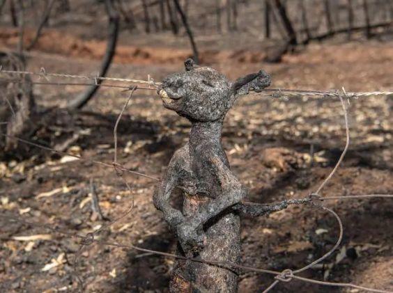 南澳山火最新情況更新，實(shí)時(shí)動態(tài)與進(jìn)展