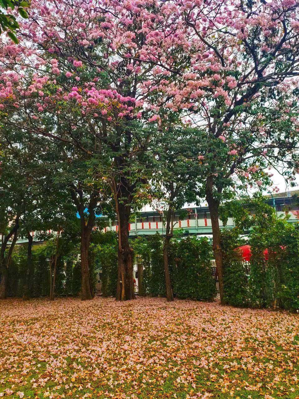 全球最新疫情動(dòng)態(tài)，變化中的學(xué)習(xí)之路與自信成就的力量