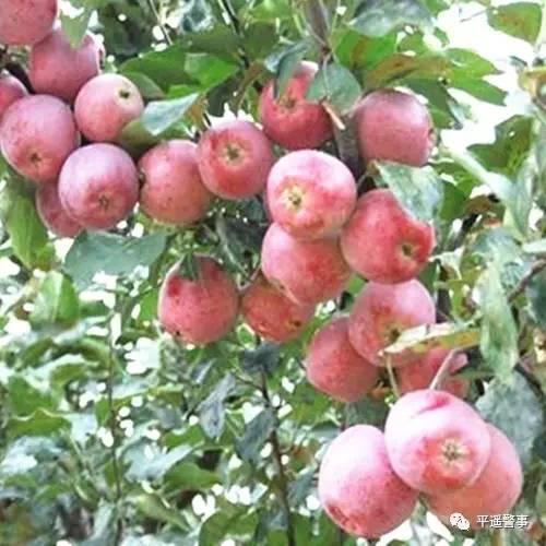 西太后愛心包最新系列，時尚與慈善的完美結(jié)合，展現(xiàn)獨特魅力風采