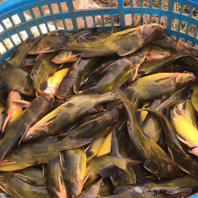 黃顙魚(yú)最新報(bào)價(jià)大全，專業(yè)指南與實(shí)時(shí)更新