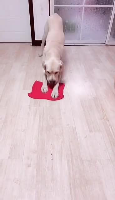 最新狗小視頻，溫馨日常故事